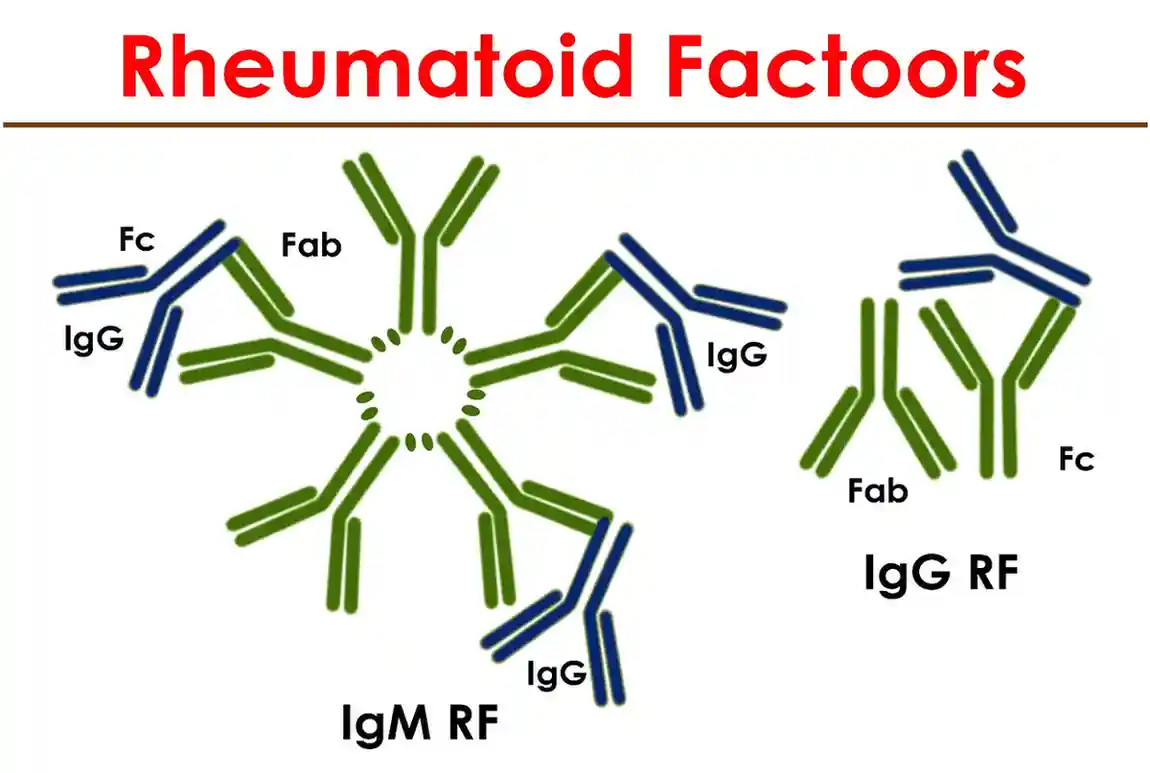 Rheumatoid Factors